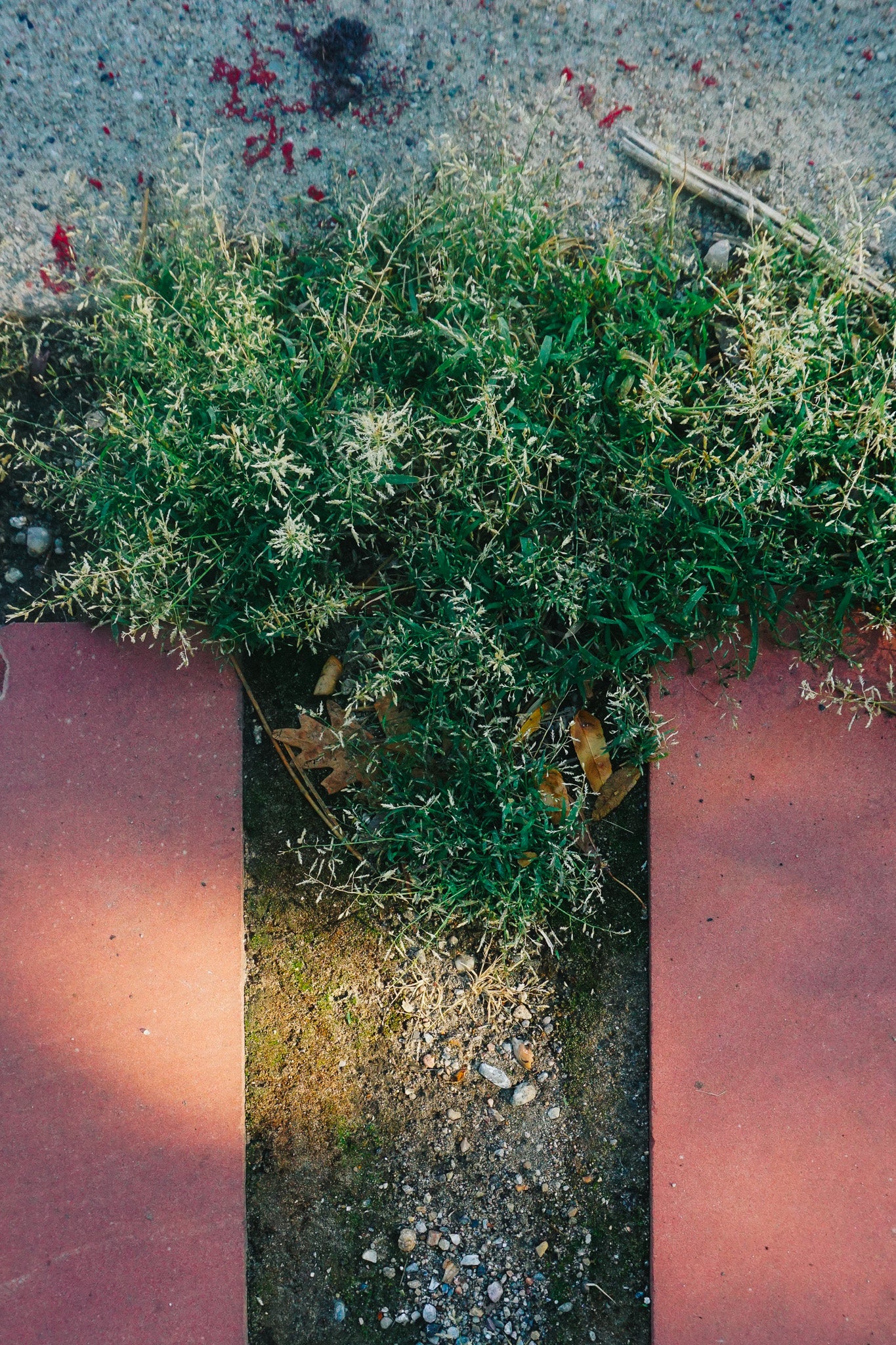 growing through (4) | growth-inspired film photo