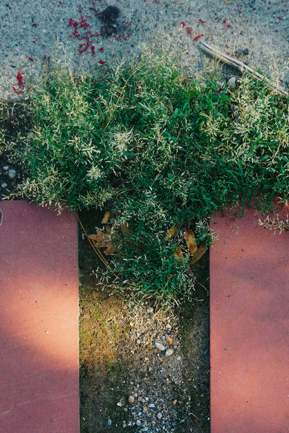 growing through (4) | growth-inspired film photo